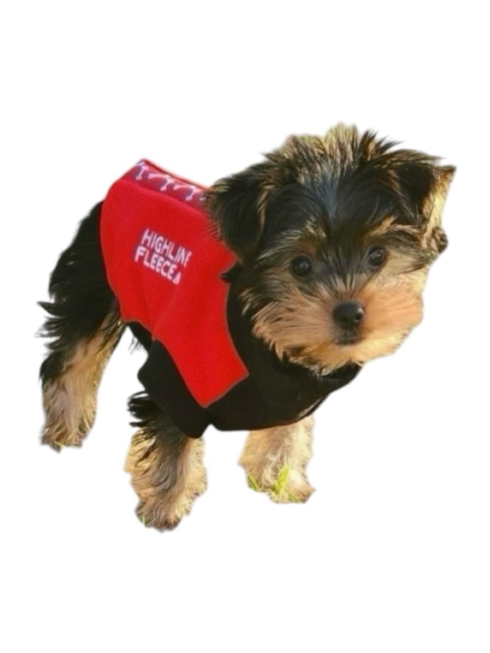 HIGHLAND FLEECE Dog Coat by DOGGIE DESIGN in Red w/Black Trim - Velcro Closure